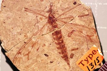 Media type: image;   Entomology PALE-1315